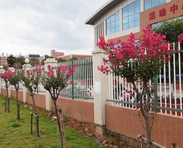 深聯(lián)軟板廠的紫薇花開得正美，等你來